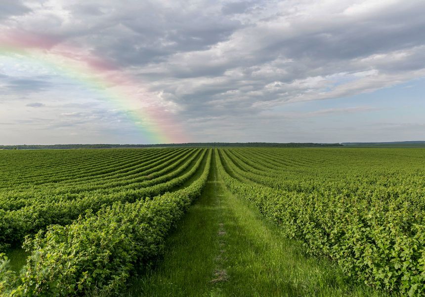 Cátedra Horizonte Verde: Nexo Agua-Bioenergía
